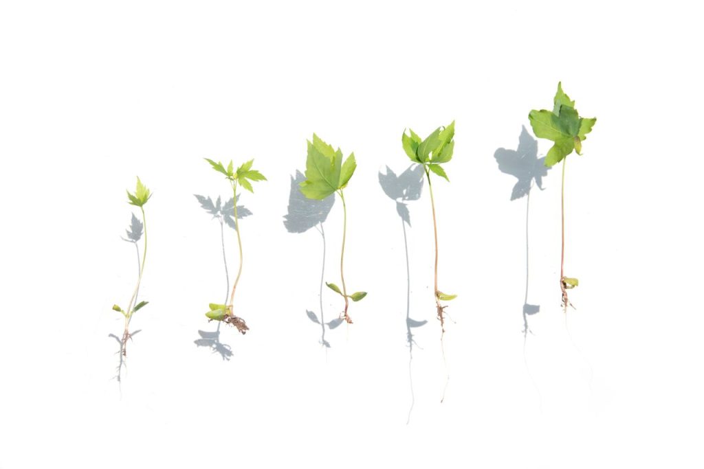 Series of young plant seedlings arranged on white background illustrating growth stages.